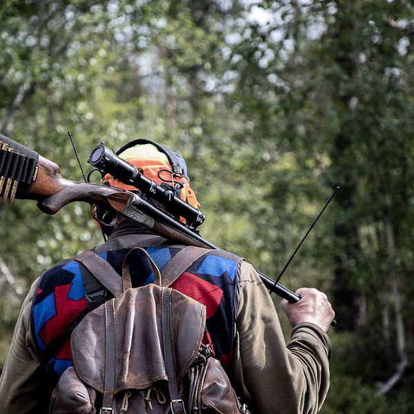 En jägare går med ryggen mot kameran och har ett gevär över axeln för att illustrera att årets björnjakt är avlyst.