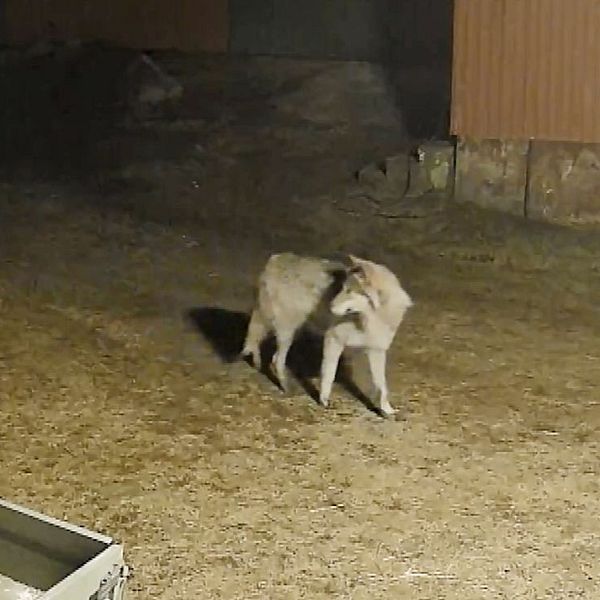 Varg vandrar förbi en lampa på en gårdsplan nattetid.