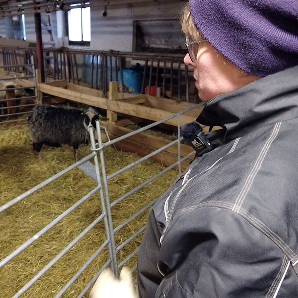 Kvinna som tittar till fåren i stallet