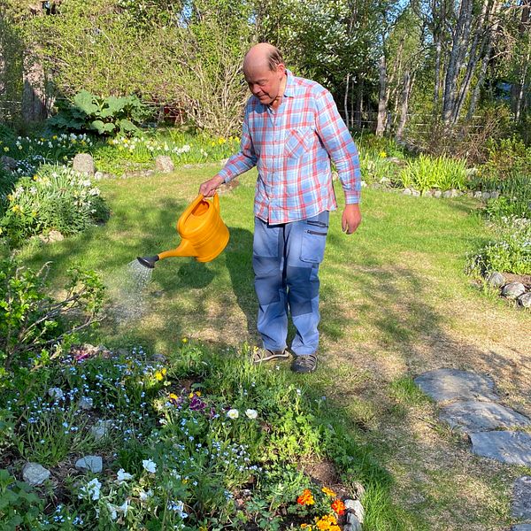 Göte Karlsson vattnar i sin trädgård i Grövelsjöfjällen