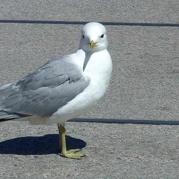 En mås står på en gata