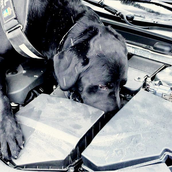 På bilden ser du labradoren Loki i Haparanda som tar upp jakten på en planterad amfetamingömma i SVT-bilen.