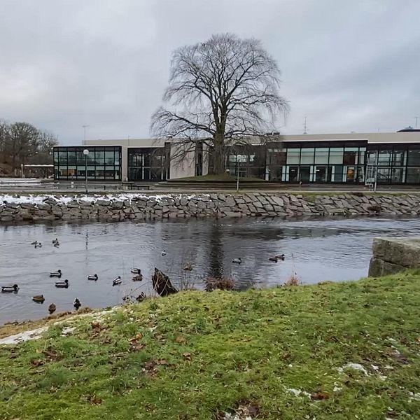En stilla scen vid en damm med en gräsmatta i förgrunden och ett par ankor simmande i vattnet. I bakgrunden syns en modern byggnad omgiven av träd, och en snötäckt bank längs dammens kant. Temperaturen synes vara kall, vilket antyds av snön. Ronnebyån Ronneby stadshus