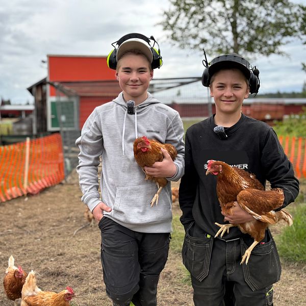 Theo och Alvar bär höns på sin hönsfarm i Kovallberget, lantlig miljö i bakgrunden.