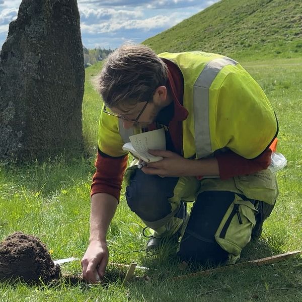Arkeolog undersöker utgrävning vid en stensättning på en grön äng.