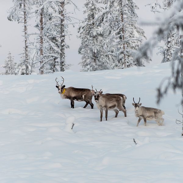 Renar utanför Kiruna