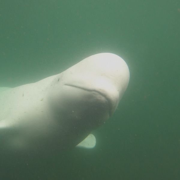 vitvalen Hvaldimir under ytan