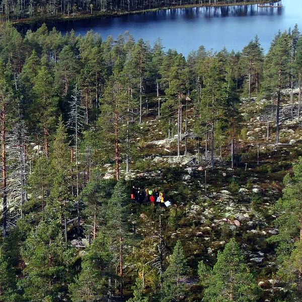 Drönarbild över ett skogsområdet i Mora