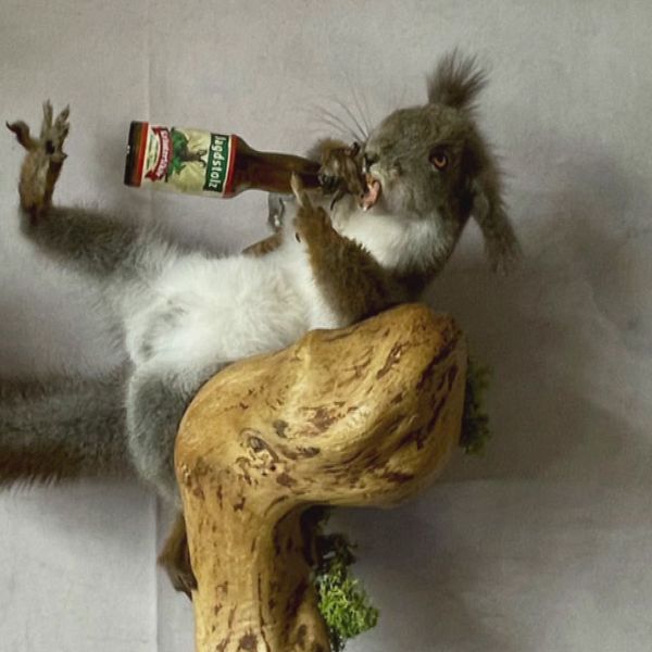 En uppstoppad ekorre i en pose där den ser ut att dricka alkohol ur en flaska och vara onykter.