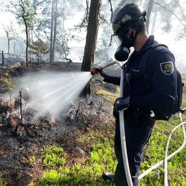 Brandman släcker glöd på mark efter skogsbrand, grönska och svedd mark syns i bakgrunden.
