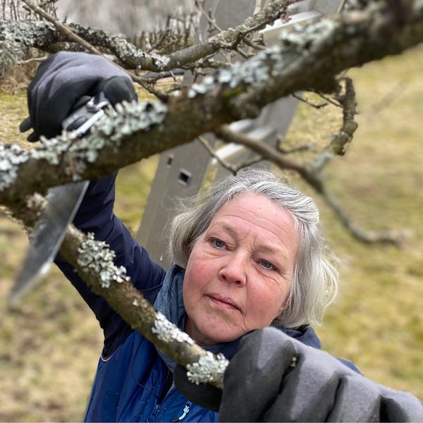 Gunilla Thorsén beskär ett träd.