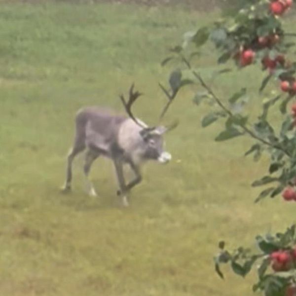 En ren som passerar genom en trädgård i Östmark, Torsby kommun