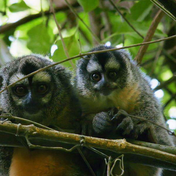 Två nattapor i ett träd i Argentina