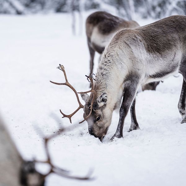 Renar som betar i djup snölandskap, med flera djur i förgrunden och bakgrunden.