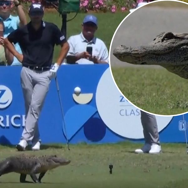 En alligator tog sig in på tee när golfarna skulle slå ut på Zurich Classic.
