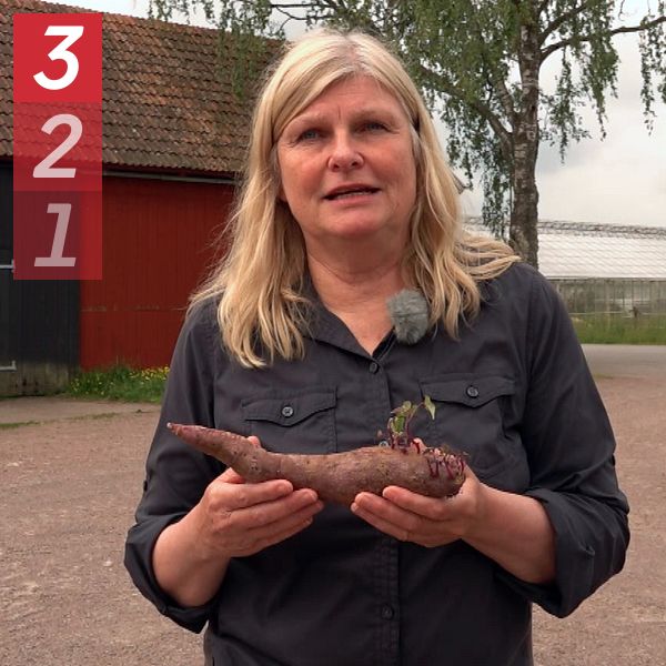 Kvinna håller en stor rotfrukt utomhus på en gårdsplan med ladugård i bakgrunden.