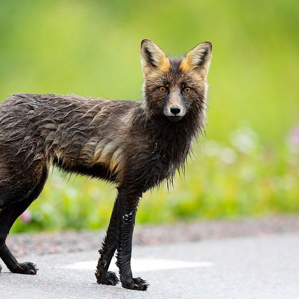 En nästan svart räv med orange-gula inslag vid en vägkant mellan Abisko och Kiruna.