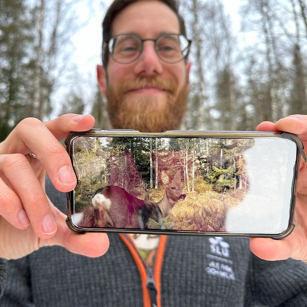 Forskaren Tim Hofmeester visar en bild på ett rådjur som fastnat på en av viltkamerorna i Umeå