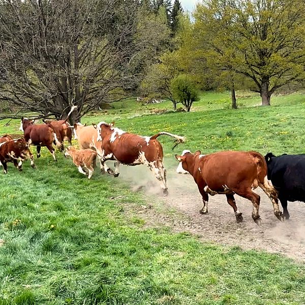 Delad bild. Vänster: barn utomhus i keps. Höger: en grupp kor springer på en grässtig.
