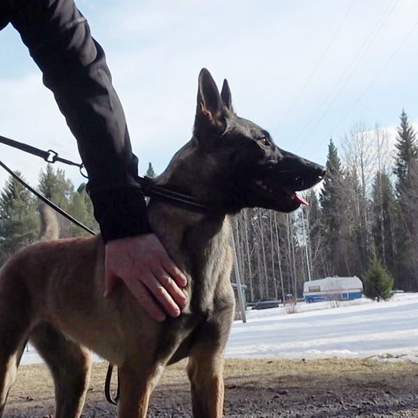 Hunden Jihn står utomhus med en person som håller i kopplet.