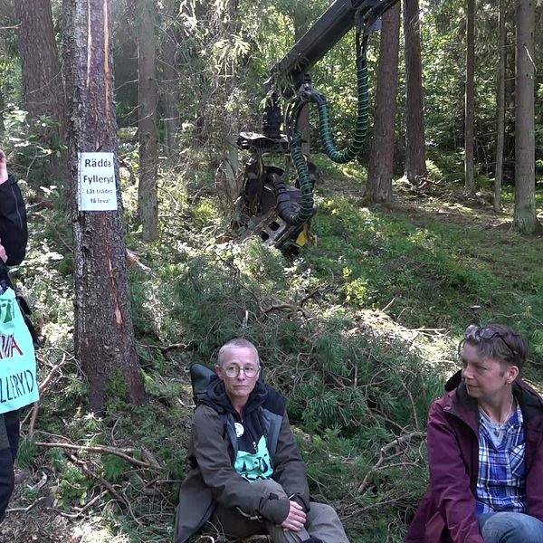Aktivister sitter i skogen och försöker stoppa skogsavverkning
