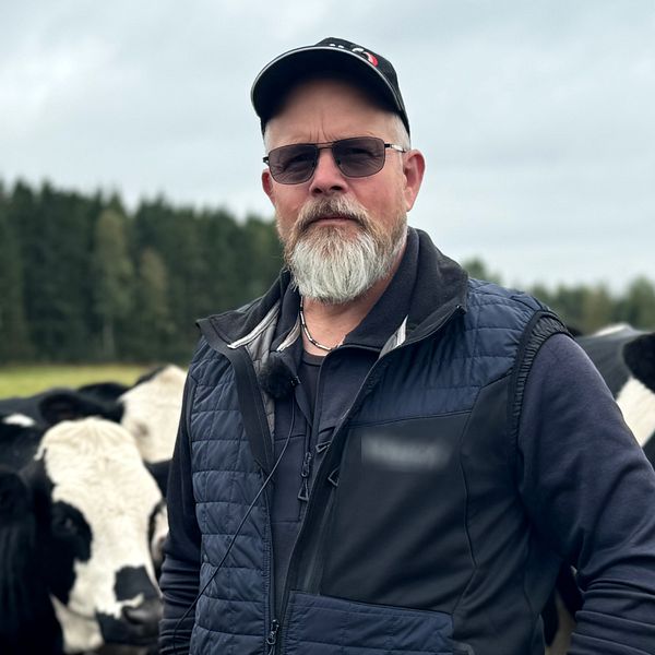 Lantbrukaren Anders Nilsson i Laholm står framför kor och pratar om djursjukdomen blåtunga.