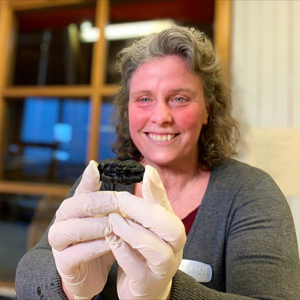 Ny kunskap kring stenåldersmänniskan skänker glädje. Christina Toreld, arkeolog på Bohuslänsmuseum med ett av de 10 000 år gamla ”tuggummina”.