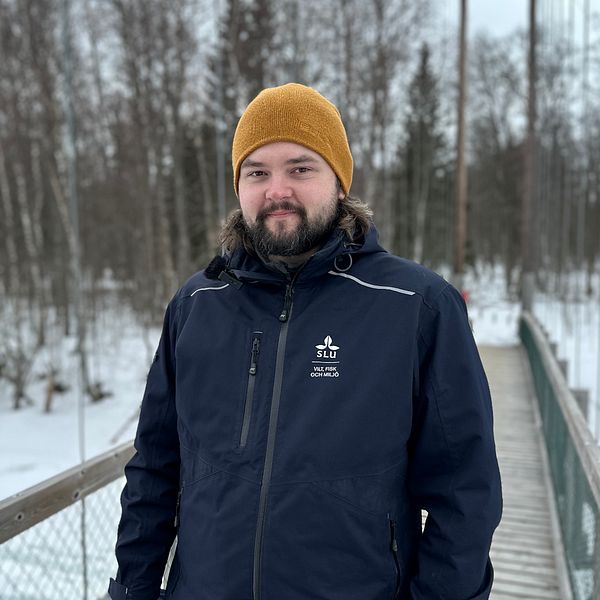 Albin Larsson Ekström, doktorand vid Sveriges lantbruksuniversitet, i gul mössa och blå jacka på en hängbro vid lilla Tuvan i Umeå.
