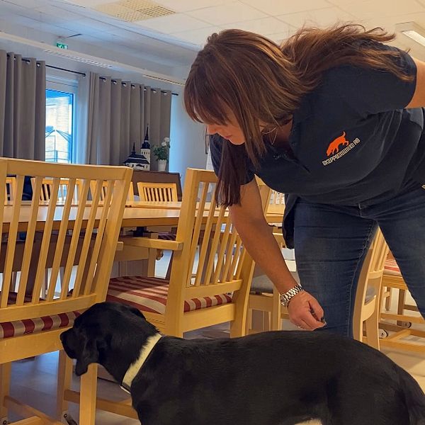 Hunden Ember och hundföraren Madeleine som söker efter vägglöss på stolar i demensboendet i Borlänge.