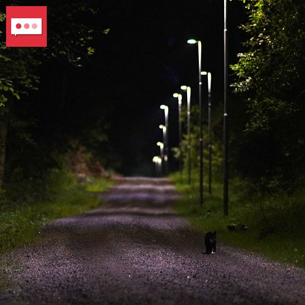 Upplyst grusväg genom skog på kvällen, tomt och omgiven av mörker.