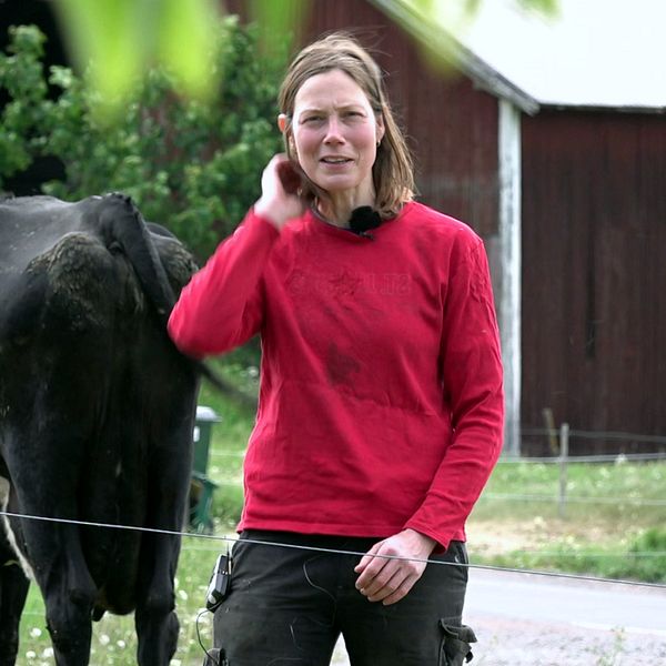 Mjölkbonden Kajsa Petersson står i en hage med en kossa