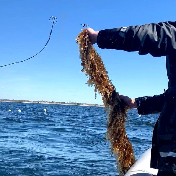 I två båtar på havet står två män. En av männen kastar ut en lina och den andra mannen står i en mindre båt och håller i bunt med tång.