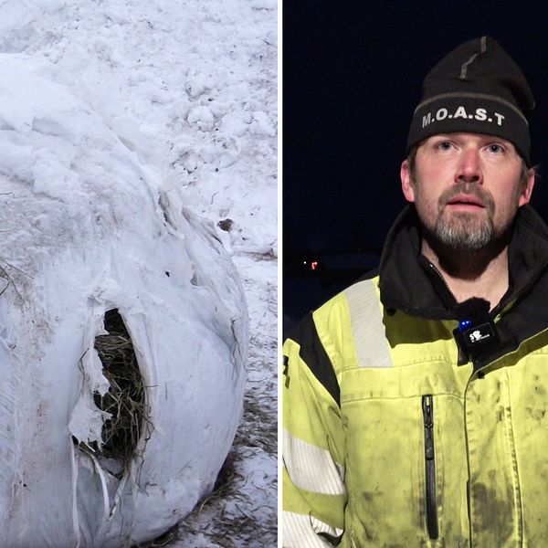 Till vänster: Höbal med revor efter att ha bitits sönder av hjortar. Till höger: lantbrukare i varselkläder kvällstid.