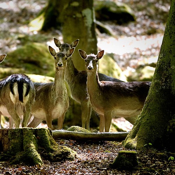 Dovhjortar i skogen