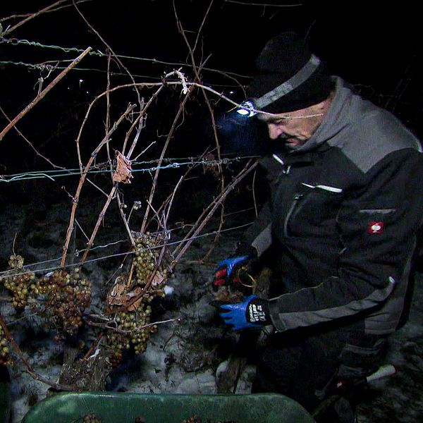 En man står i snö och skördar vindruvor med pannlampa