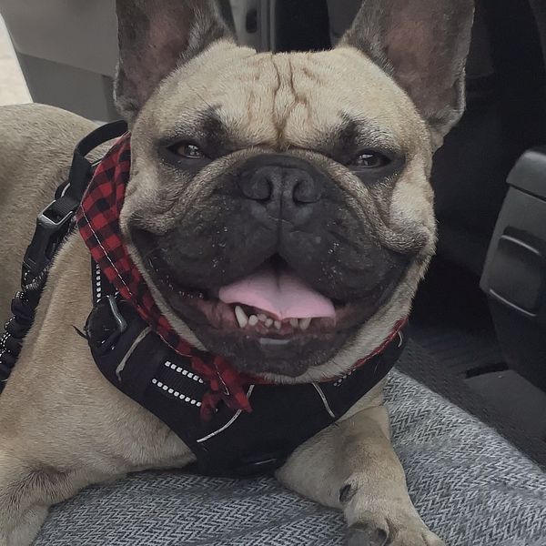 Fransk bulldog i en bil