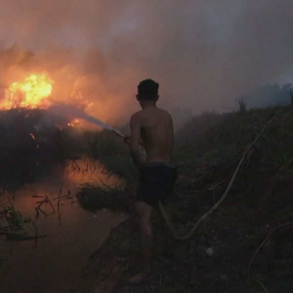 Pojke sprutar vatten på skogsbrand.