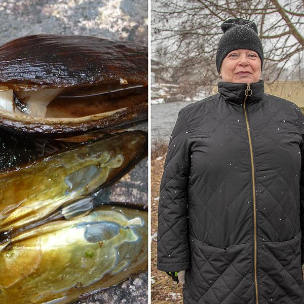 Två bilder i en. Musslor och Karin Brink.