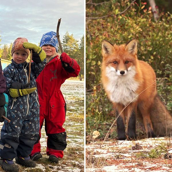 Till vänster:  Fyra glada små barn på gården på familjedaghemmet i Tavelsjö. Till höger: Räven holger i skogsbrynet.