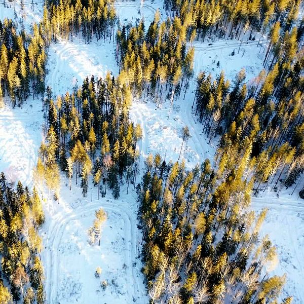 Flygbild av snötäckt skog med solbelysta trädtoppar.
