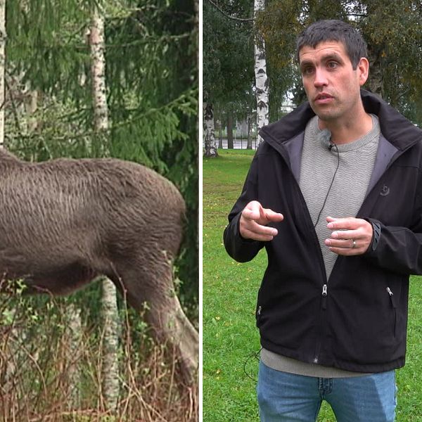 En älg som betar, Johan Karlsson, ordförande för älgförvaltningsområde nordöst och virkeschef på Holmen skog.