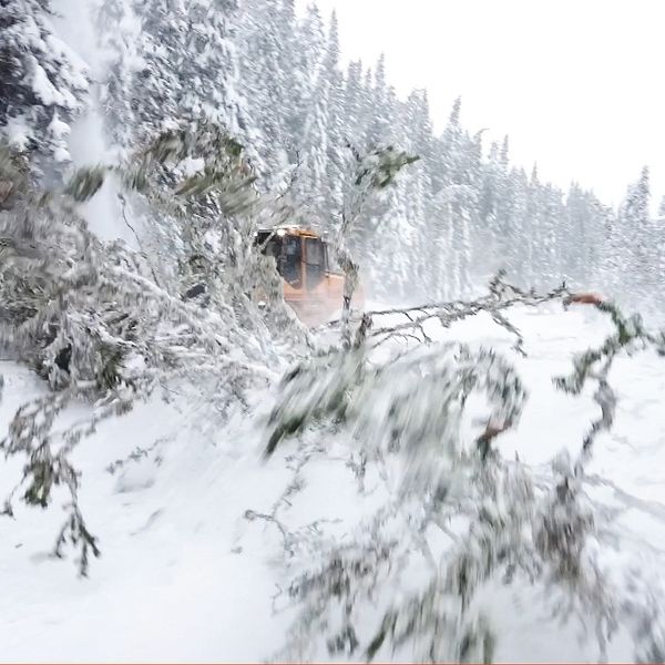 Nisse Byström – en man i Svevia-jacka – samt gran som faller över snöig väg, fordon som röjer