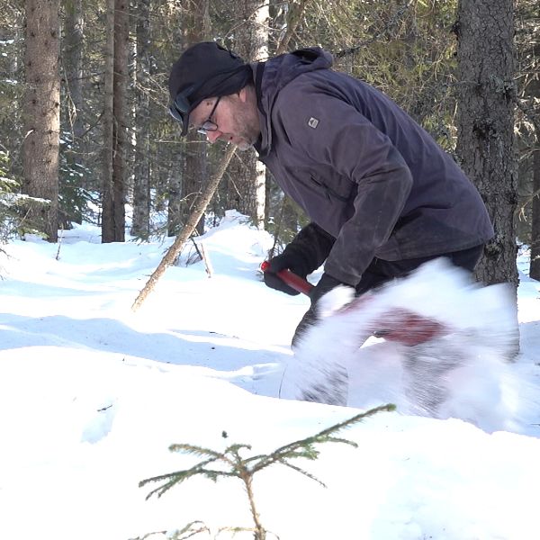 Forskare gräver i snö