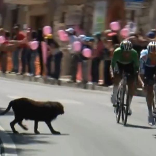 Hund på cykelbana