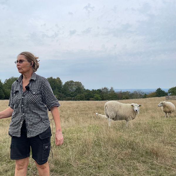 En person står på en öppen äng med högt gräs, omgiven av får. I bakgrunden syns träd och en del av en kuperad landskapshorisont under en molnig himmel.