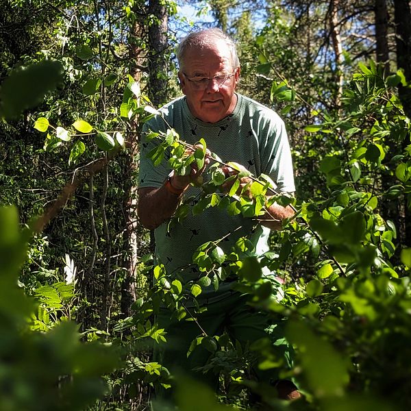 Ormexperten och ekologen Bent Christensen står i en skog i Holmsund och inspekterar ett ungt träd
