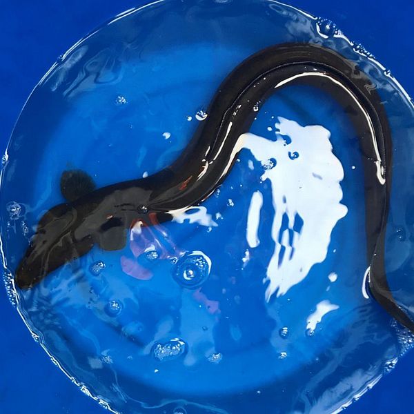 En person i en gul och blå arbetsjacka står utomhus i snöigt väder till vänster, medan det till höger finns en bild av en fisk i en genomskinlig skål med vatten, som visar fisken med svarta och vita mönster.