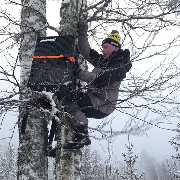 Klättrar upp i träd för att hänga upp högtalare i skogen