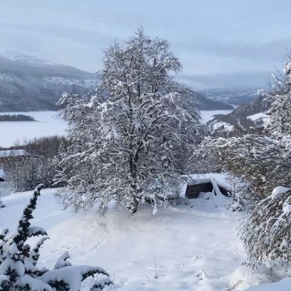 meteorologen Marcus Sjöstedt – en ung rödhårig man – och en vinterbild med snöiga träd framför fjällvy