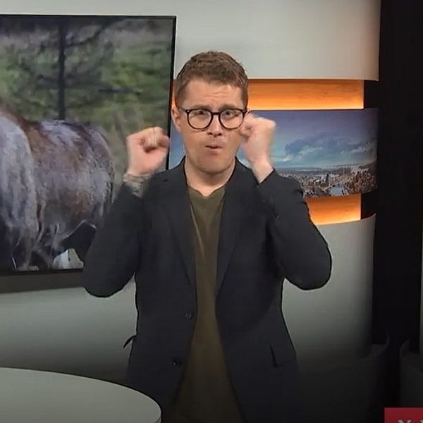 Älg och programledare